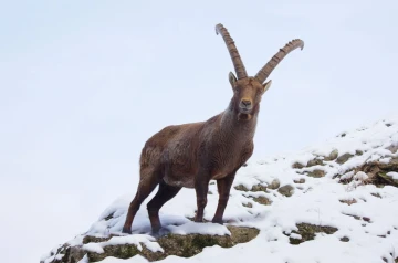 steinbock03
