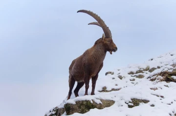 steinbock04