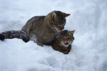 wildkatze1