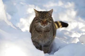 wildkatze4