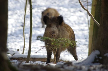 wildschwein01