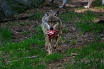 wolf beute