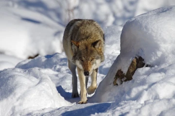 wolf schnee1