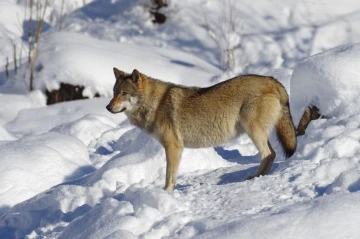 wolf schnee2