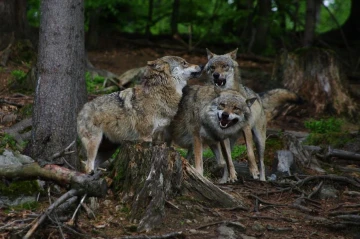 wolfsrudel