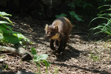 baummarder
