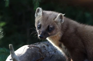 baummarder01