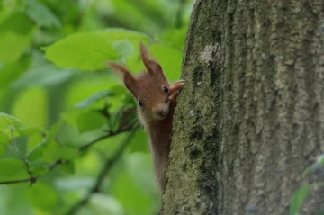 eichhoerchen blick
