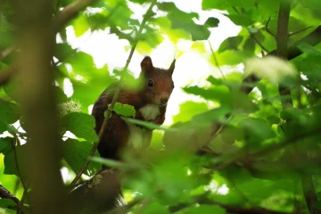 eichhoerchen blick2