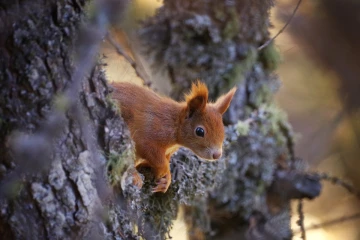 eichhoernchen rot