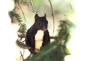 eichhoernchen schwarz2