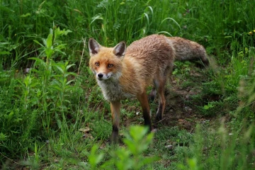 fuchs junge01