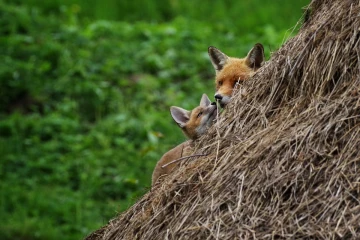fuchs junge02