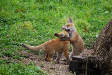 fuchs junge03