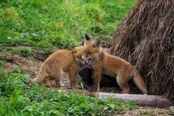 fuchs junge04