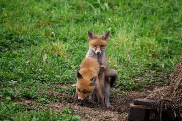 fuchs junge05