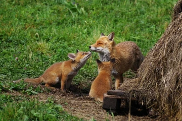 fuchs junge06