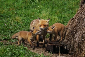 fuchs junge07