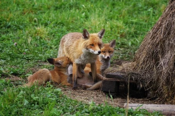 fuchs junge08