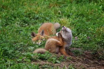 fuchs junge09