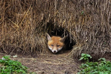 fuchs junge10