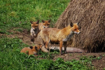 fuchs junge11