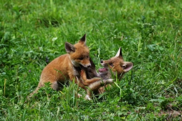 fuchs junge12