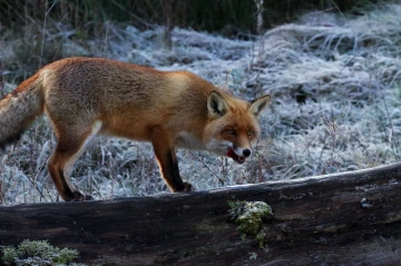fuchs morgen1