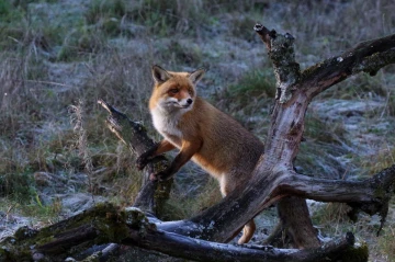 fuchs morgen2
