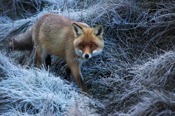 fuchs morgen3