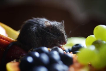 hausmaus01