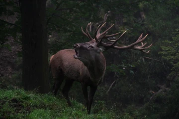 hirsch brunft1