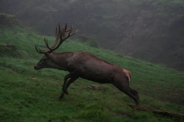 hirsch brunft2
