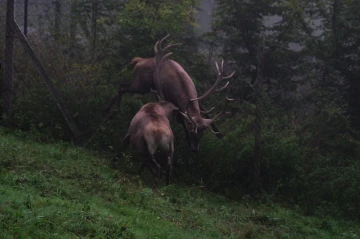 hirsch brunft3