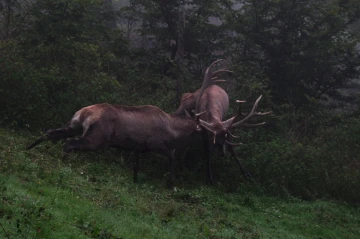 hirsch brunft4