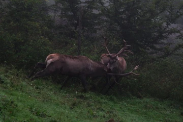 hirsch brunft5