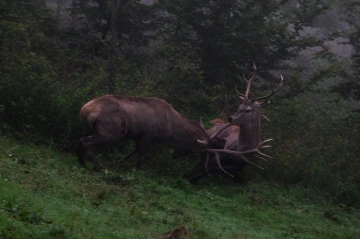 hirsch brunft6