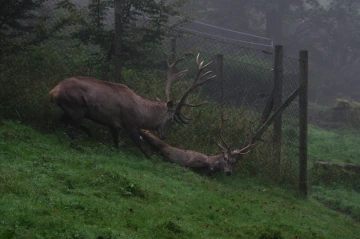 hirsch brunft8