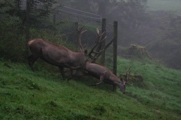 hirsch brunft9