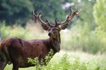 hirsch fegen1