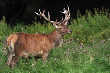 hirsch fegen2