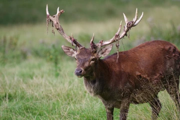 hirsch fegen3