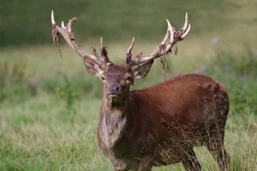 hirsch fegen4