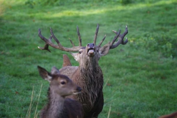 hirsch roehren1