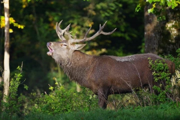 hirsch roehren2