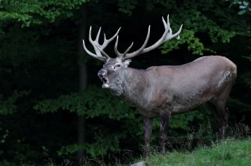 hirsch roehrend
