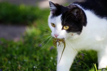 katze fang