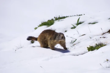 murmeltier schnee3