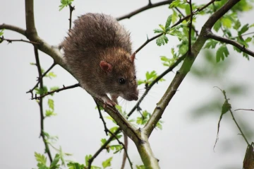 ratte