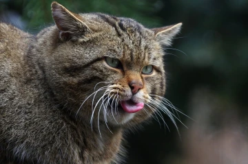 wildkatze 1